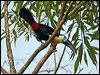 channelbilled_toucan_22598