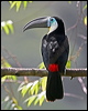 channelbilled_toucan_23835