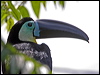 channelbilled_toucan_23838