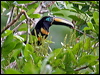 Click here to enter gallery and see photos/pictures/images of Many-banded Araçari