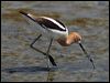 Click here to enter gallery and see photos of: Black-winged, White-headed, Black, Black-necked and Banded Stilt; Pied, American and Red-necked Avocet
