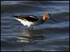 Click here to enter gallery and see photos of American Avocet