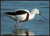 Click here to enter gallery and see photos of Banded Stilt