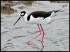 Click here to enter gallery and see photos of Black-necked Stilt