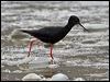 Click here to enter gallery and see photos of Black Stilt