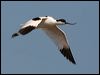 Click here to enter gallery and see photos of Pied Avocet