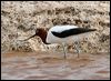 Click here to enter gallery and see photos of Red-necked Avocet