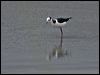 Click here to enter gallery and see photos of White-backed Stilt