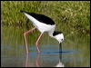 Click here to enter gallery and see photos of Pied Stilt