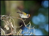 Click here to enter gallery and see photos/pictures/images of Common Firecrest