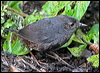 Click here to enter gallery and see photos/pictures/images of Spillmann's Tapaculo