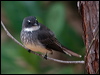 Click here to enter gallery and see photos/pictures/images of of Northern Fantail