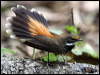 Click here to enter gallery and see photos of: White-throated, Pied, Northern, Mangrove Grey, Grey, Streaked, Rufous and Arafura Fantails; Willie-Wagtail