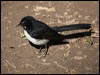 Click here to enter gallery and see photos/pictures/images of of Willie-Wagtail