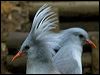Click here to enter gallery and see photos of: Kagu