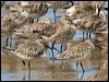Click here to enter gallery and see photos of gallery and see photos of Asian Dowitcher