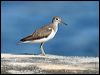 Click here to enter gallery and see photos of Common Sandpiper