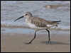 Click here to enter gallery and see photos of Curlew Sandpiper