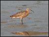 Click here to enter gallery and see photos of Eurasian Curlew