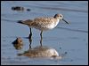 Link to Great Knot Gallery