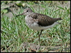 Click here to enter gallery and see photos of Green Sandpiper