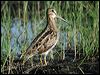 Click here to enter gallery and see photos of Latham's Snipe