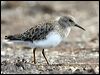 Click here to enter gallery and see photos of Least Sandpiper