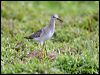 Click here to enter gallery and see photos of Lesser Yellowlegs