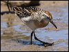 Click here to enter gallery and see photos of Long-toed Stint