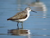 Click here to enter gallery and see photos of Marsh Sandpiper