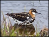 Click here to enter gallery and see photos of Red-necked Phalarope