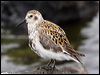 Click here to enter gallery and see photos of Rock Sandpiper