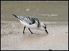 Click here to enter gallery and see photos of Sanderling