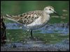 Click here to enter gallery and see photos of Sharp-tailed Sandpiper