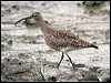 Click here to enter gallery and see photos of Eurasian Whimbrel