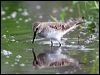 Click here to enter gallery and see photos of White-rumped Sandpiper