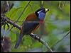 Click here to enter gallery and see photos of: Toucan Barbet