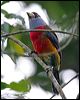 Click here to enter gallery and see photos of Toucan Barbet