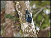 Click here to enter gallery and see photos/pictures/images of Blue Nuthatch