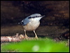 Click here to enter gallery and see photos/pictures/images of Pygmy Nuthatch