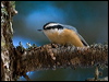 Click here to enter gallery and see photos/pictures/images of Red-breasted Nuthatch