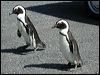 african_penguin_04356