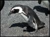 Click here to enter gallery and see photos of African (Jackass) Penguin