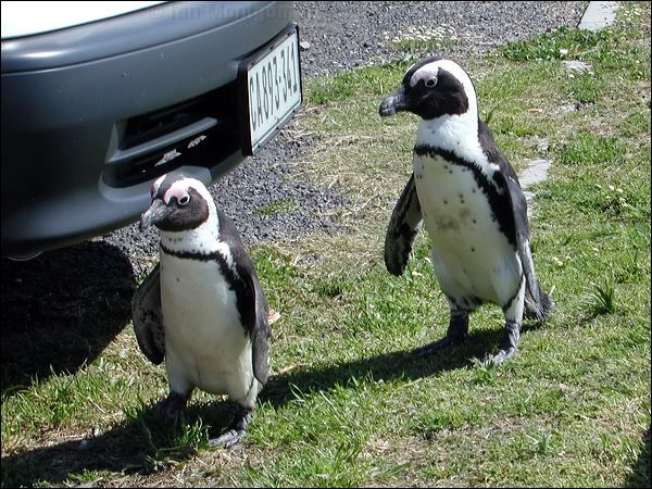 African Penguin african_penguin_04353.psd