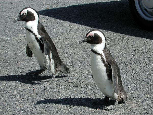 African Penguin african_penguin_04356.psd