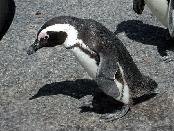 African Penguin african_penguin_04357.psd