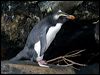 Click here to enter gallery and see photos of Fiordland Penguin