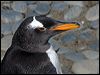Click here to enter gallery and see photos of Gentoo Penguin