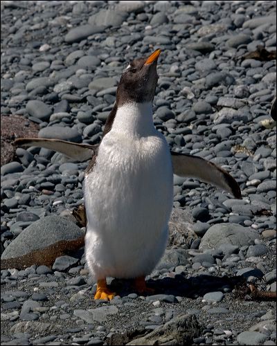 Gentoo Penguin gentoo_penguin_126405.psd