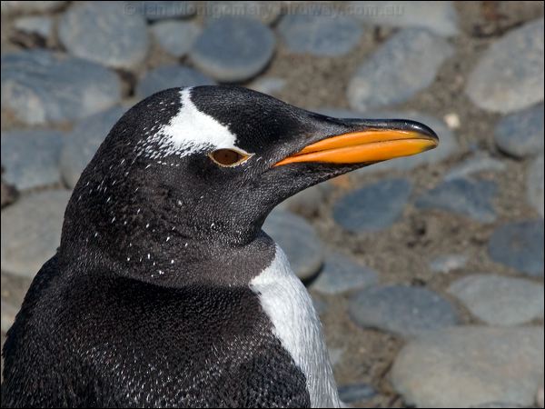 Gentoo Penguin gentoo_penguin_126600.psd
